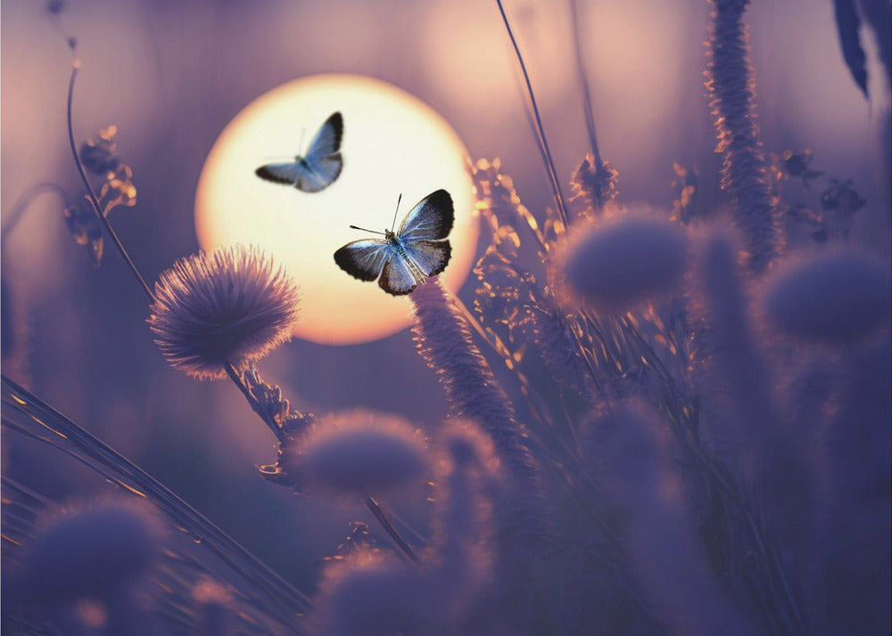 Glaube, dass du fliegen kannst | Leinwand