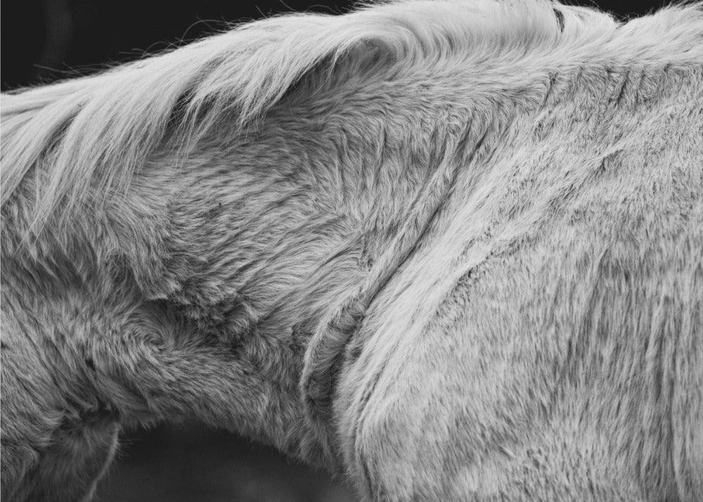 Pferd II | Poster