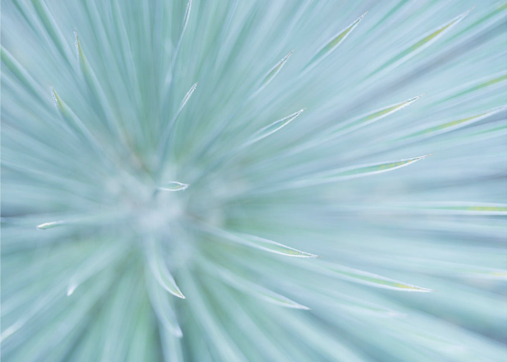 Weiche Spikes | Tapete