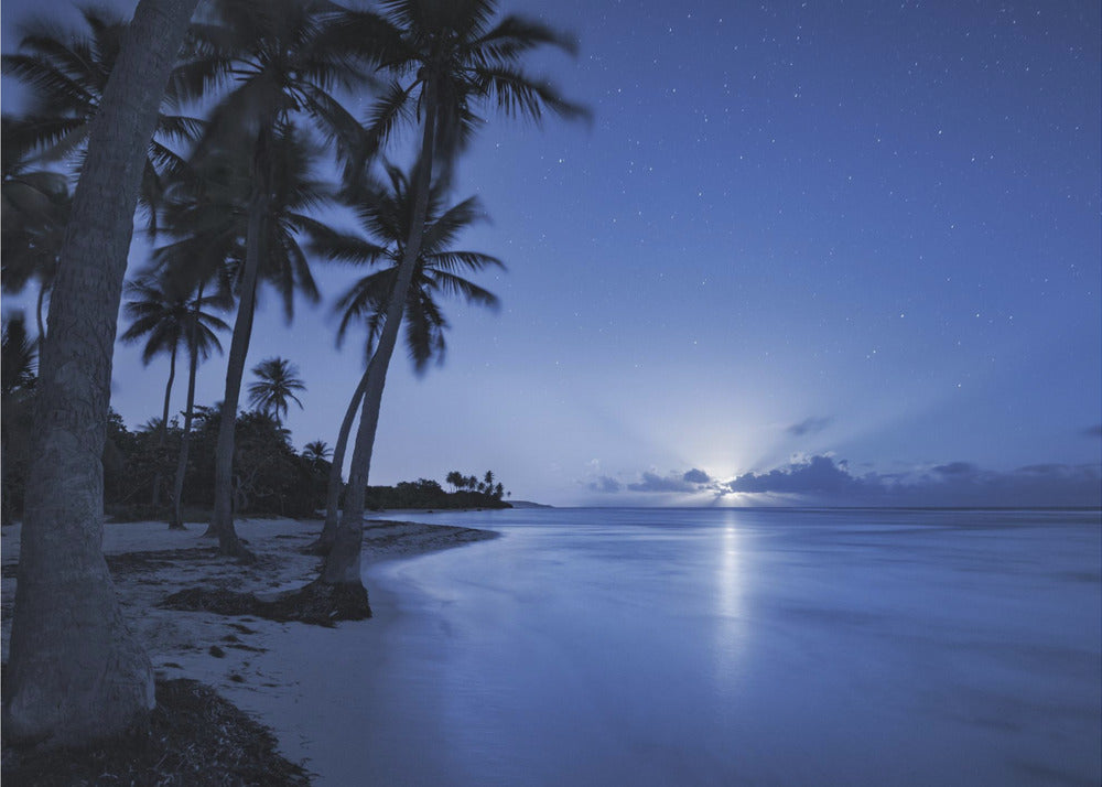 Tropical Moonrise | Canvas