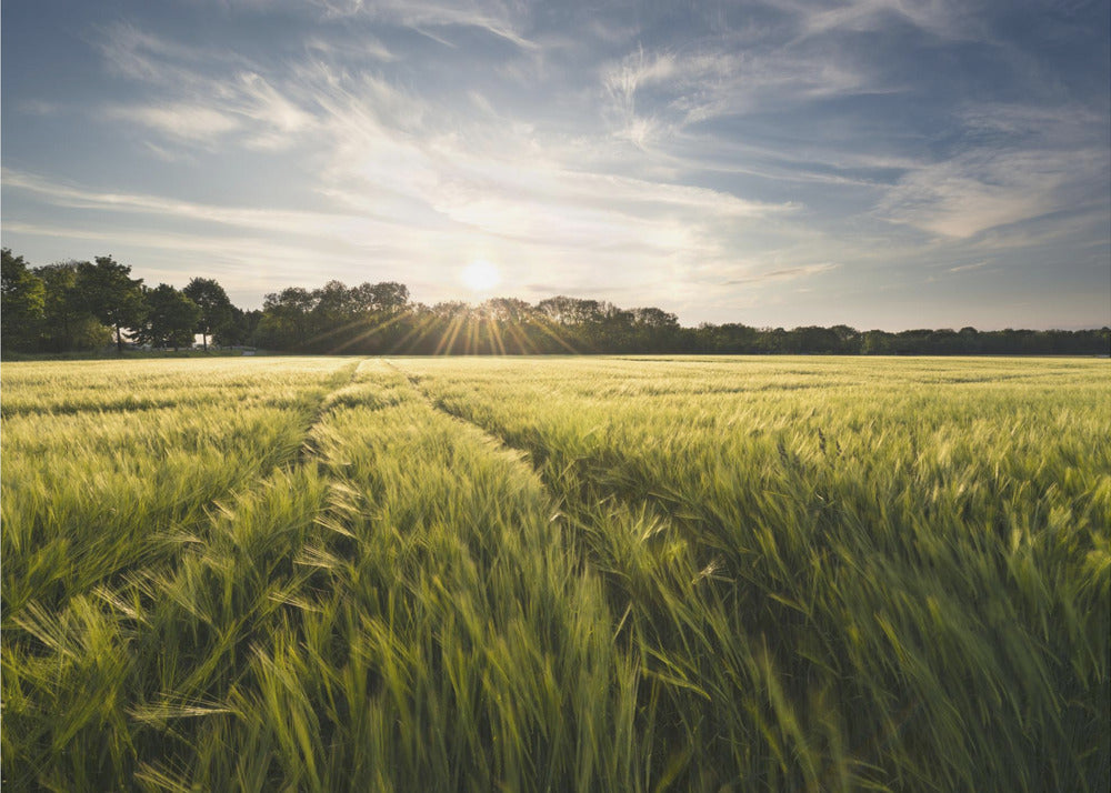 Barley Meadow | Canvas