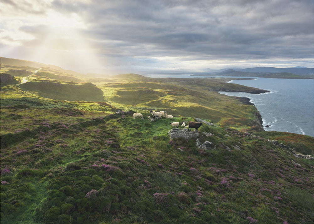 Guten Morgen Irland | Poster