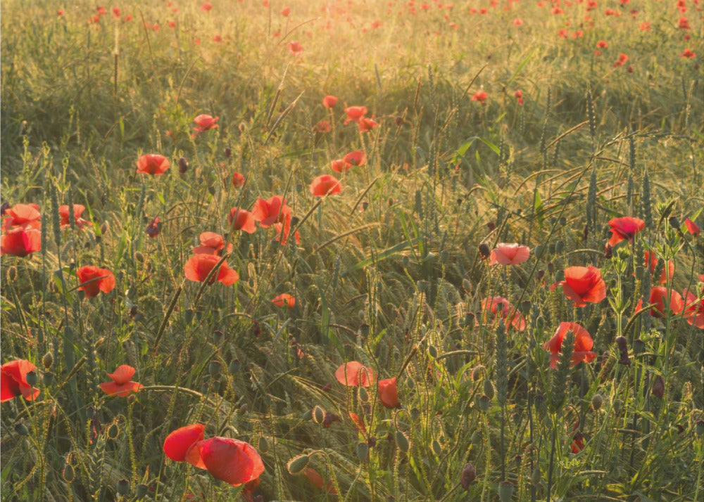 Poppy World II | Wallpaper