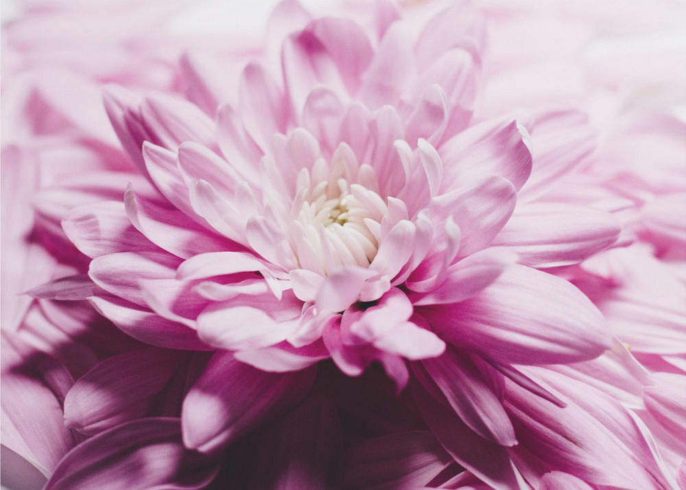 rosa Chrysanthemenblüte | Leinwand