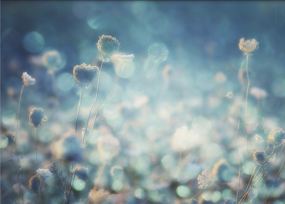 Diamonds | Canvas