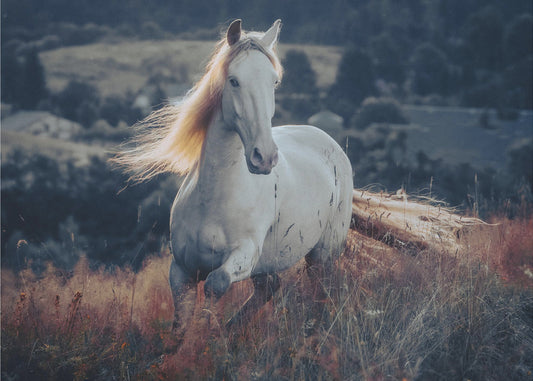 eine Kurzgeschichte über den Sonnenaufgang | Poster