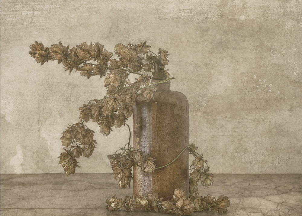 Gemeiner Hopfen 2 | Hintergrundbild