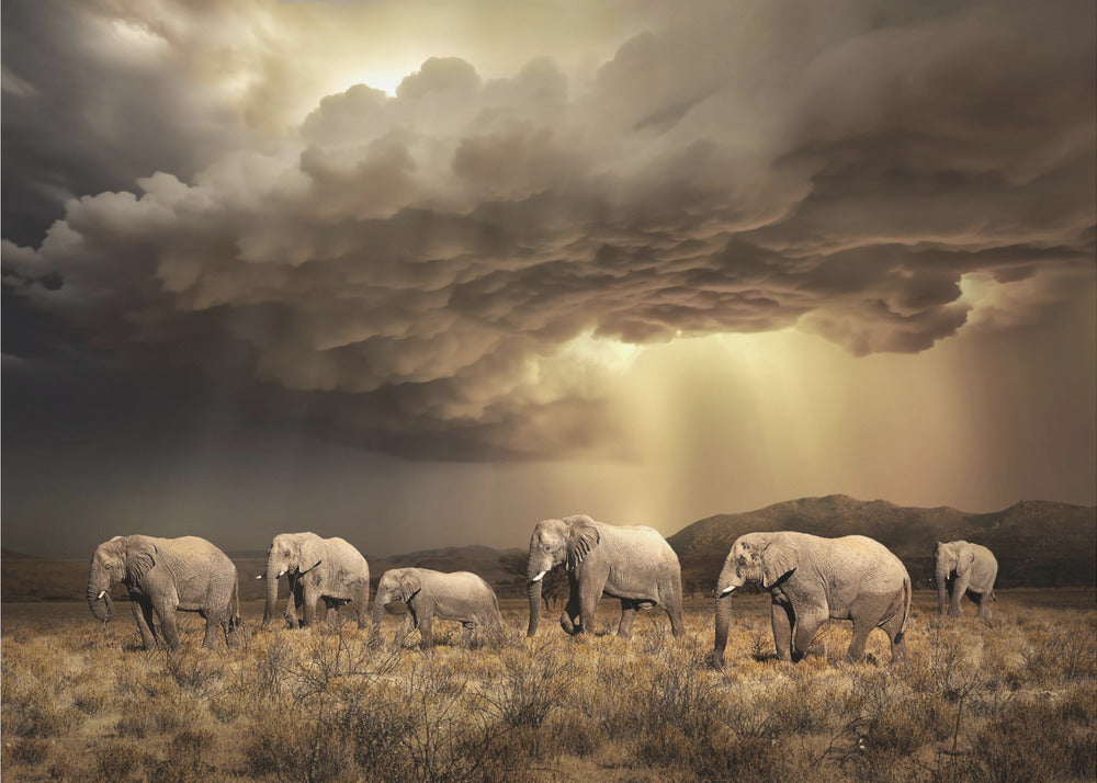 FreeElephants | Poster