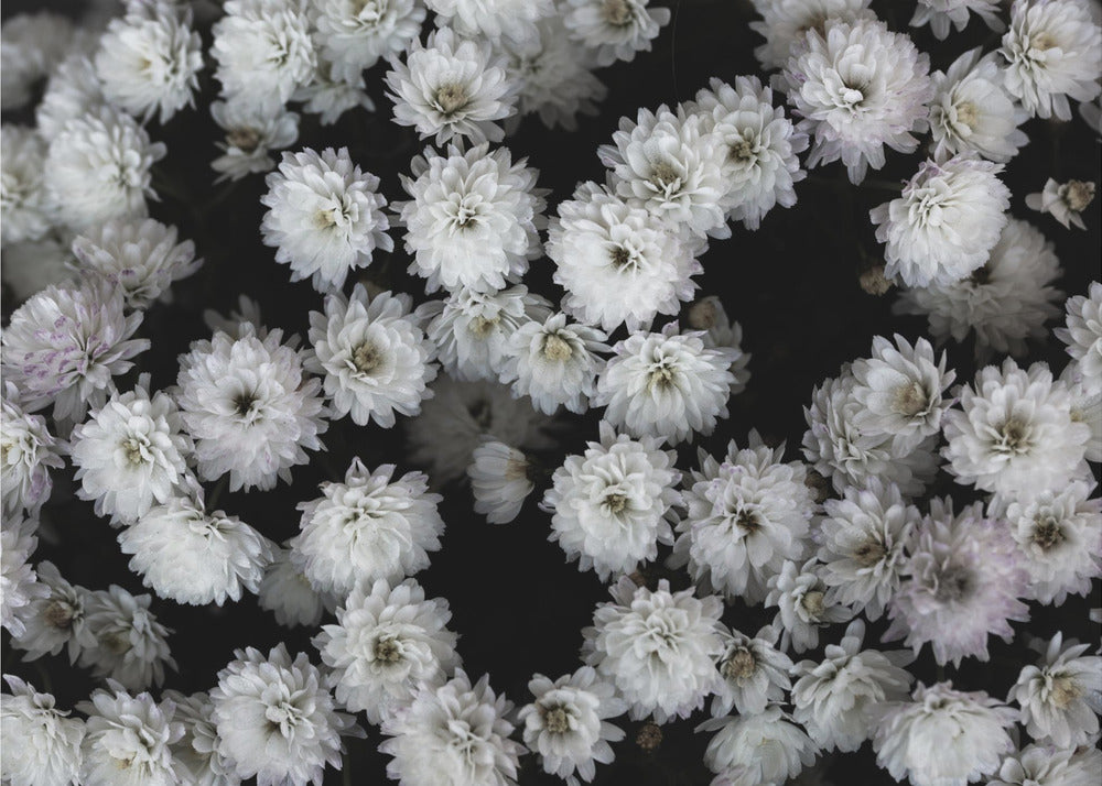 Kleine Blumen 3 | Leinwand