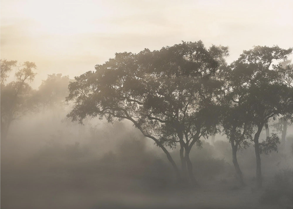 SAVANA SONNENAUFGANG | Leinwand
