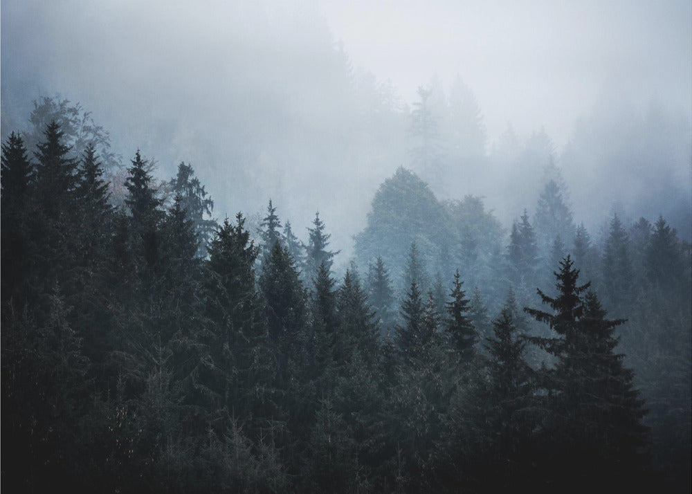 Nebliger Wald 5 | Leinwand