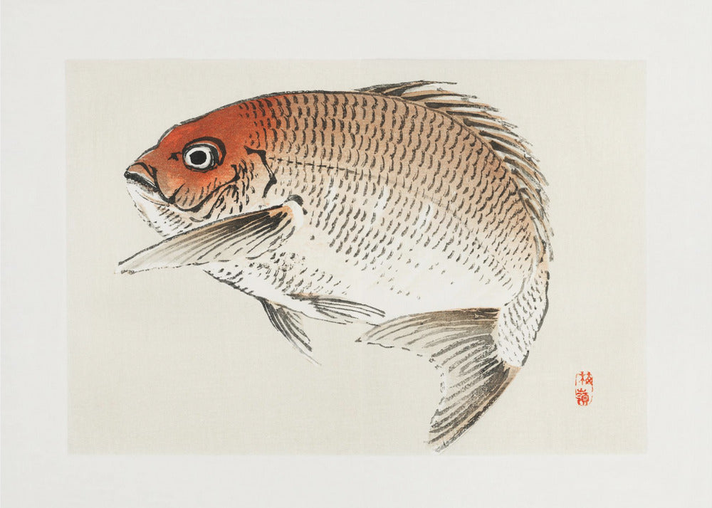 Tai (Rote Meerbrasse) Fisch | Leinwand