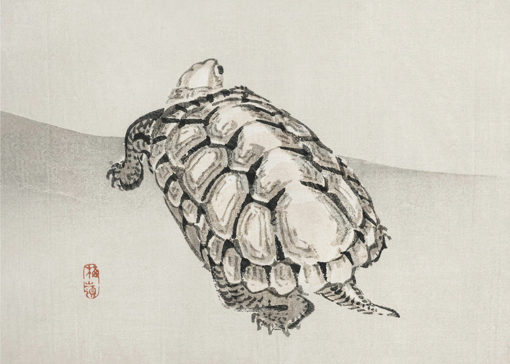 Schildkröte | Leinwand