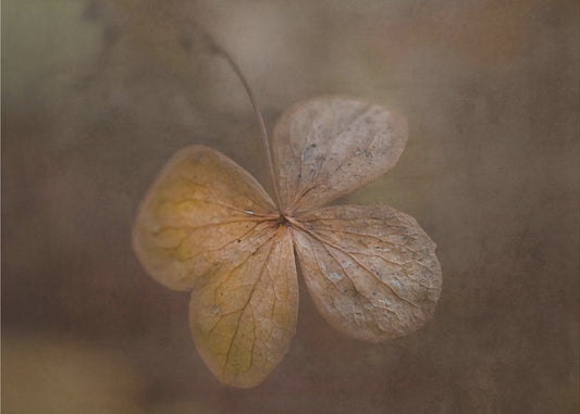 Überreste des Tages | Leinwand