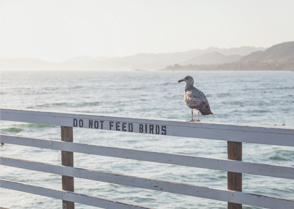 Do not feed birds | Poster