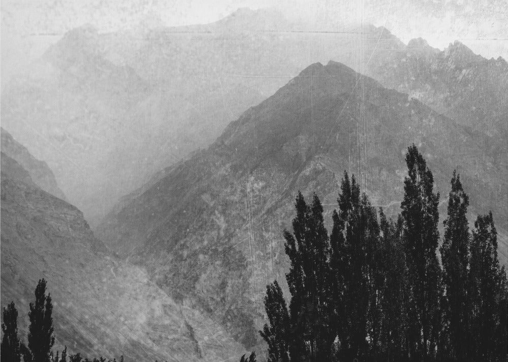 Trees in the mountains | Wallpaper