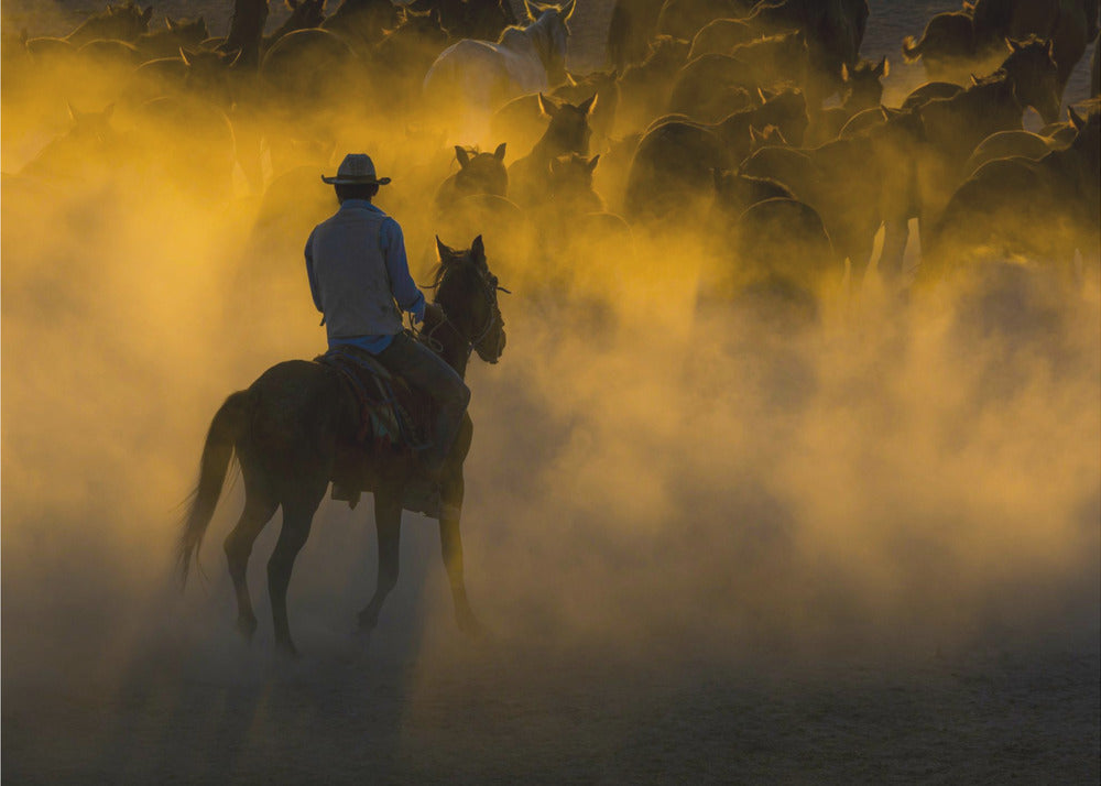 Cowboy und Pferde | Poster