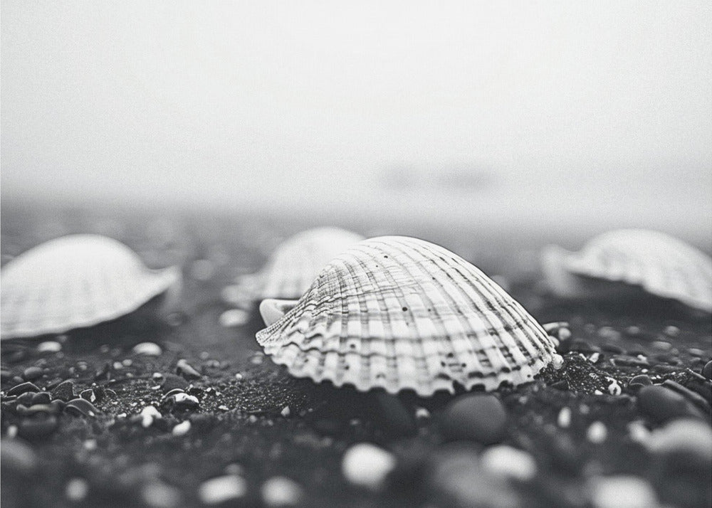 Seashell Serenity | Wallpaper