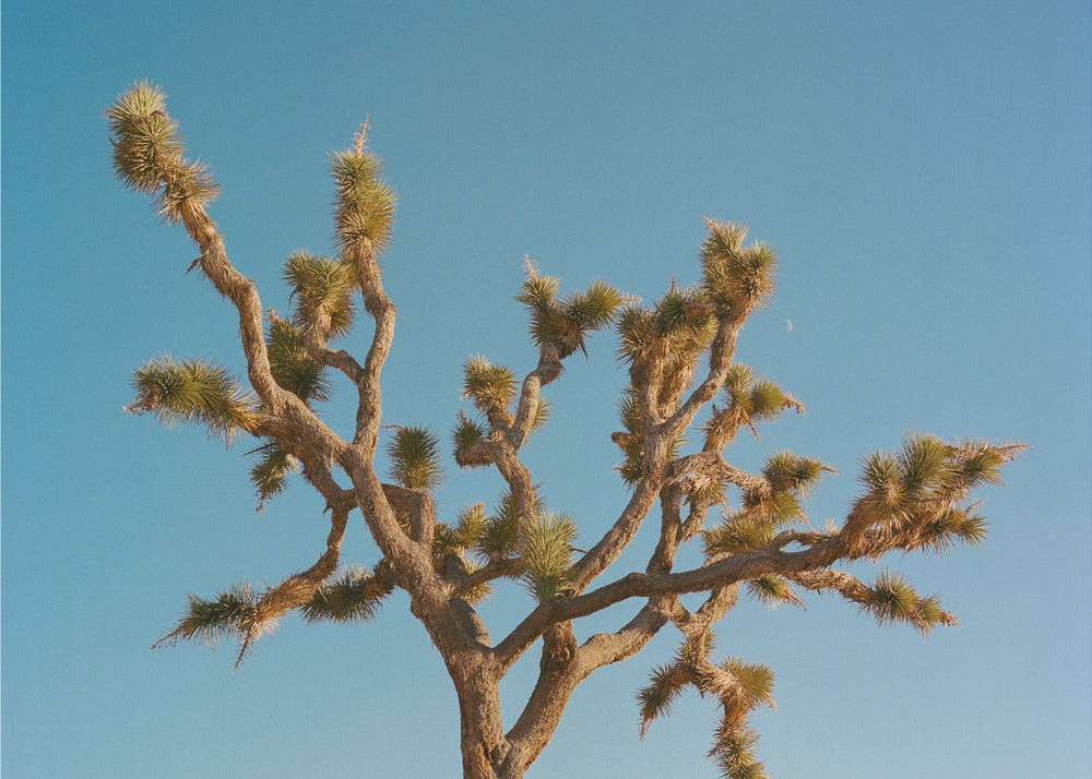 Joshua Tree Mond III | Poster