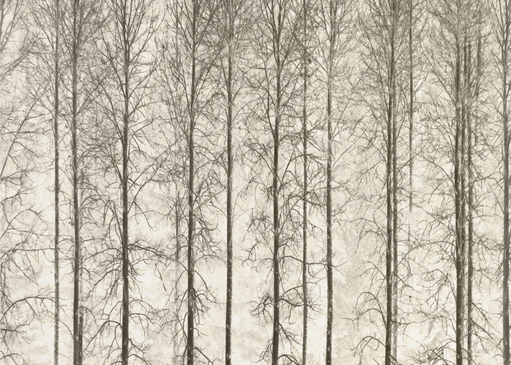 Aspens | Canvas