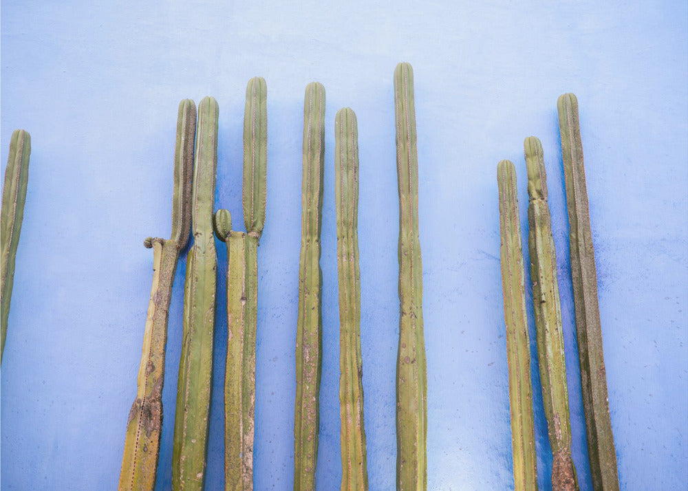 Tall Cacti on Blue | Oaxaca Mexico Travel | Poster