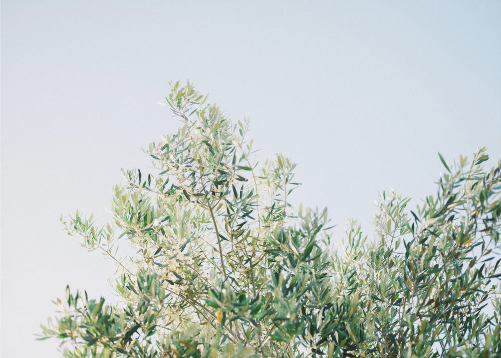 Oliven in Ostuni | Italien Reisefotografie | Leinwand