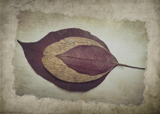 Die Geschichte der Natur | Leinwand