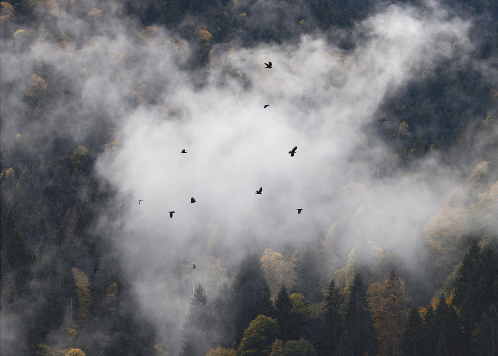 Nebliger Wald 8 | Leinwand