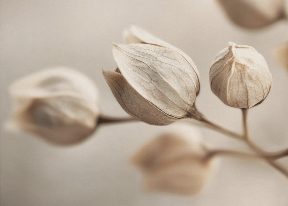 Whispering Petals | Wallpaper