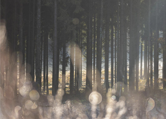 Waldglühen 1 | Leinwand