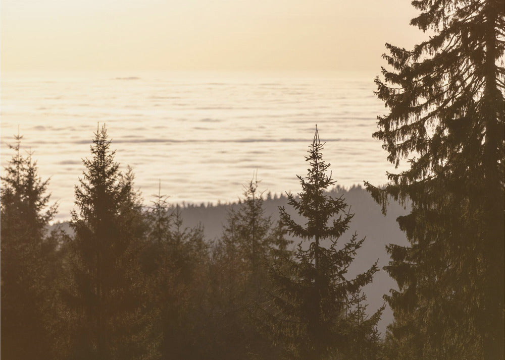 Goldene Stunde 5 | Leinwand