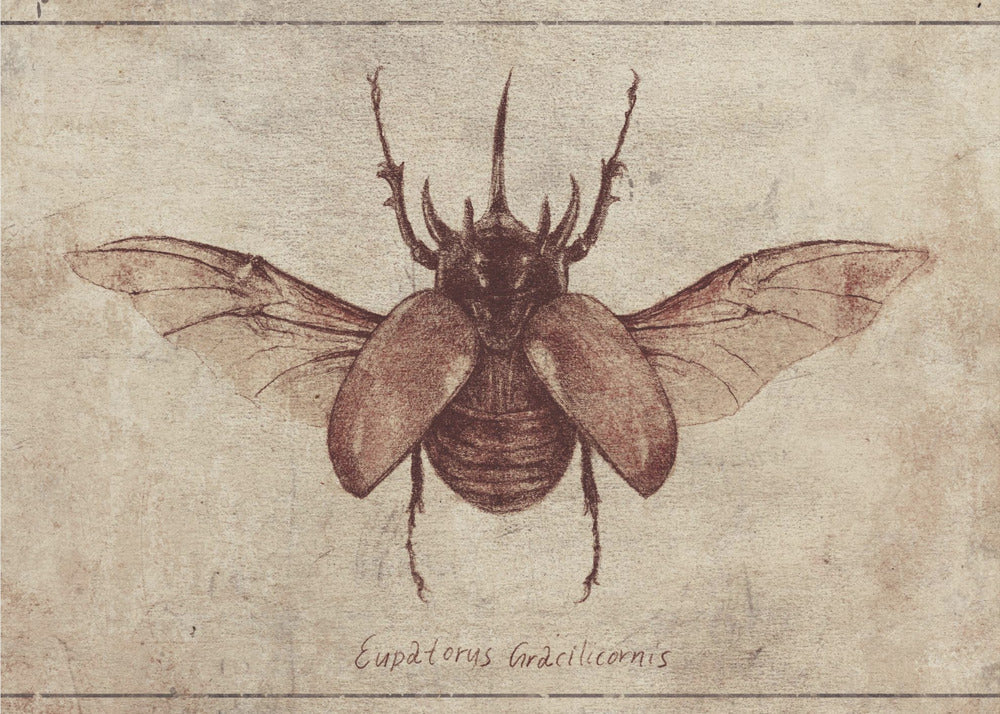 Eupatorus Gracilicornis Kopie | Poster