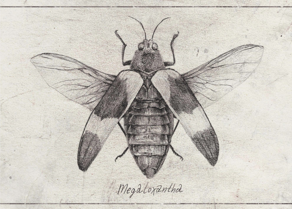 Komplexe Insektenskizze | Leinwand