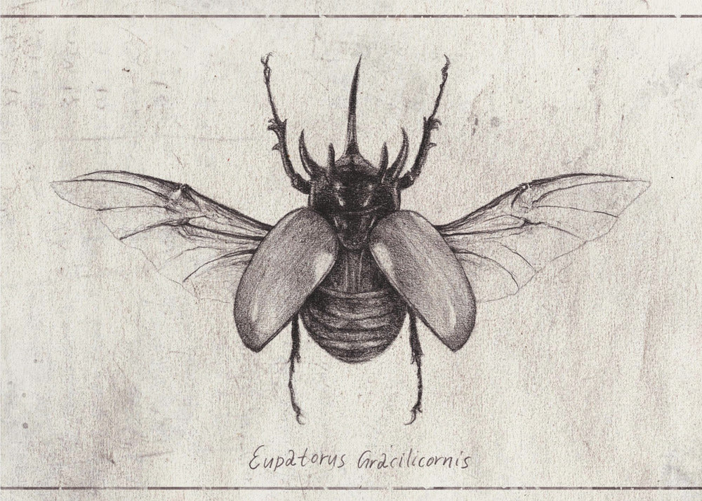 Bleistiftzeichnung eines Käfers Eupatorus Gracilicornis | Leinwand