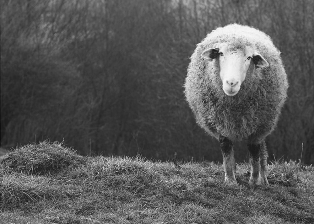 Wunderndes Schaf | Poster