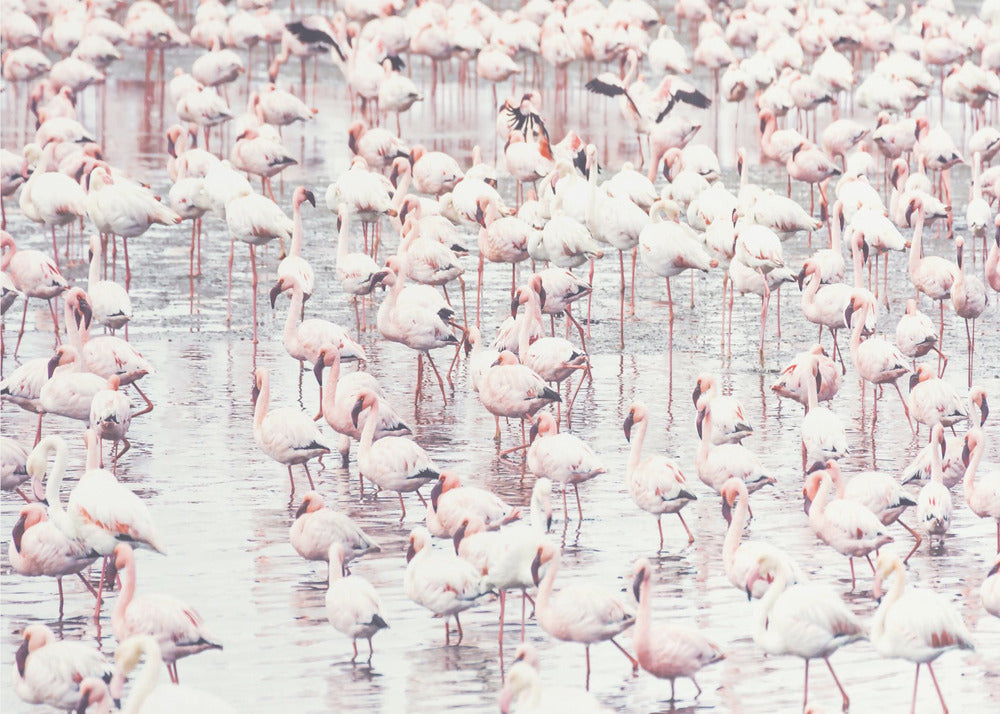 Flamingos | Leinwand