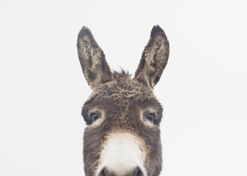 Guckender Esel | Poster