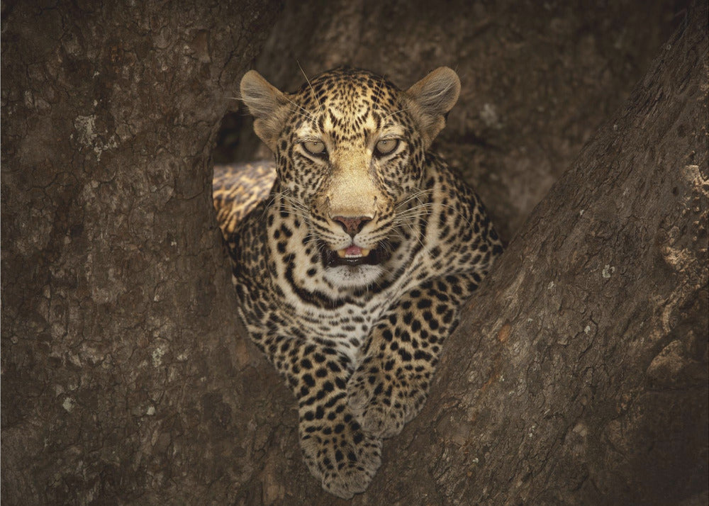 Leopard ruht auf einem Baum in der Masai Mara | Leinwand