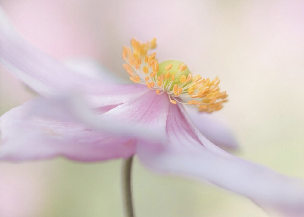Japanische Anemone | Poster