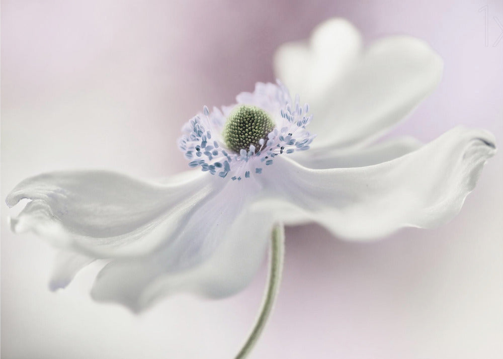 Anemone breeze | Poster