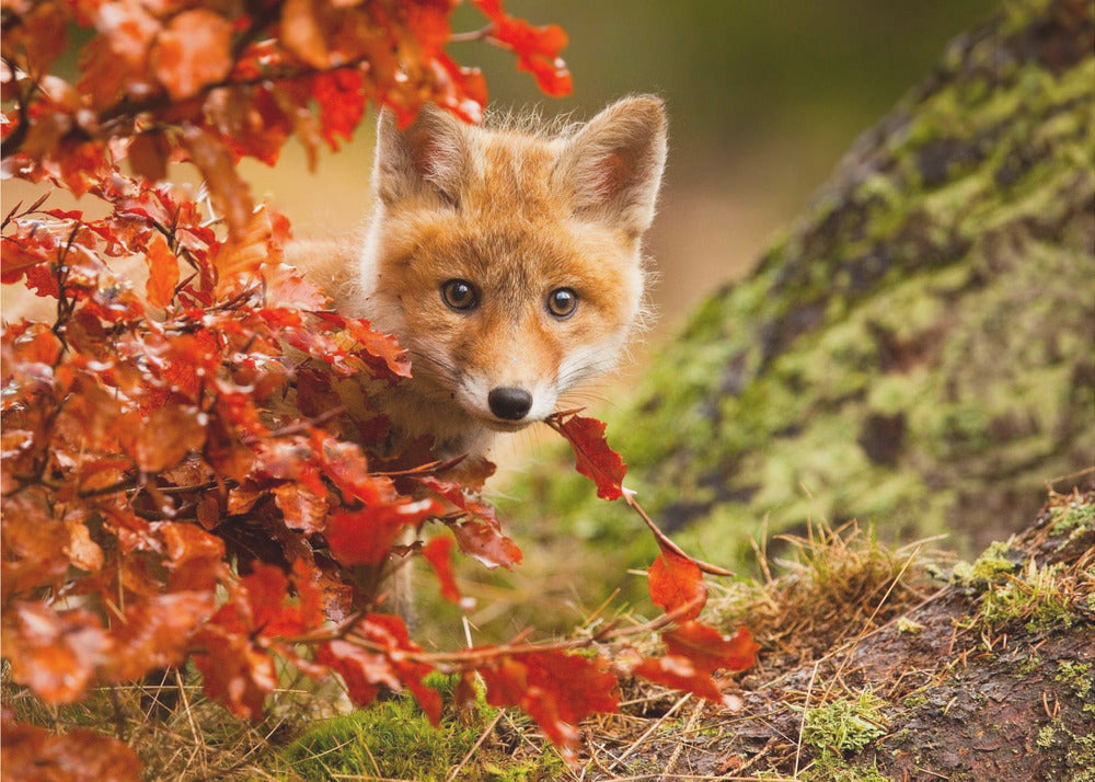 Fox | Wallpaper