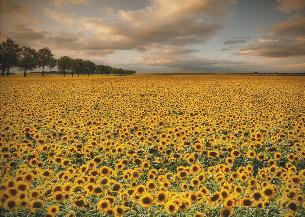 Sonnenblumen | Leinwand