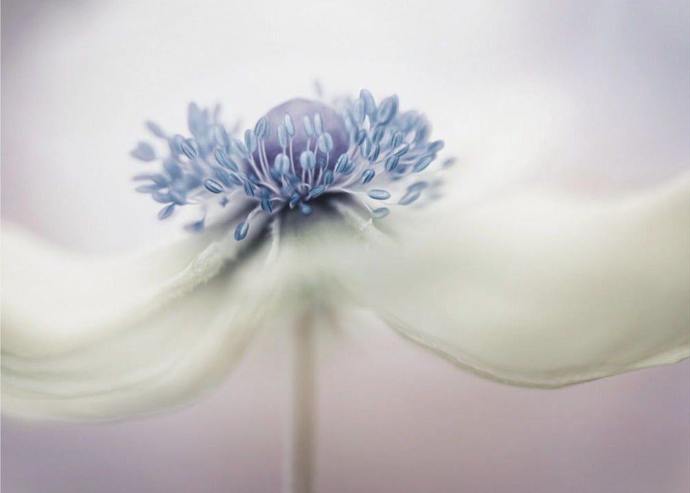 Anemone | Leinwand
