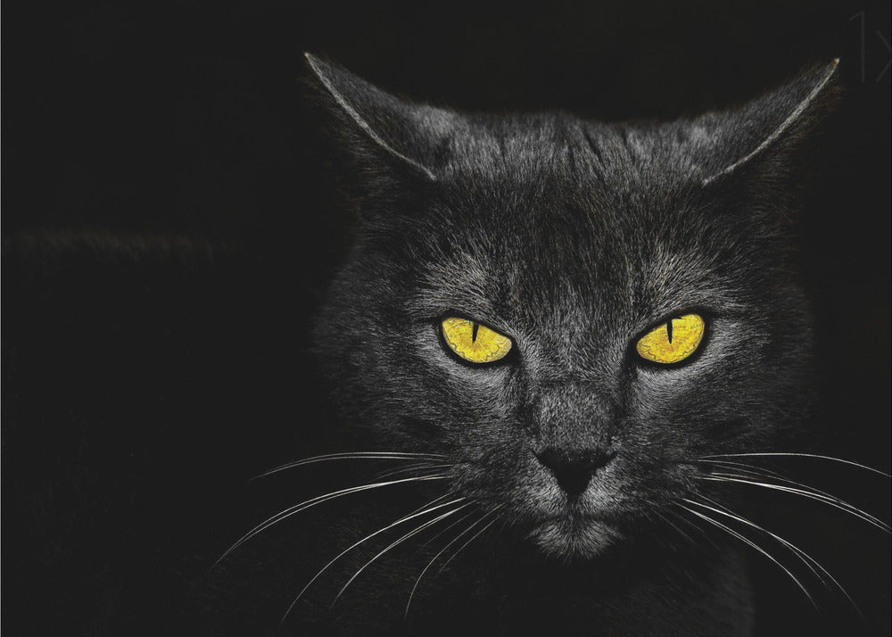 Schwarze Katze | Leinwand