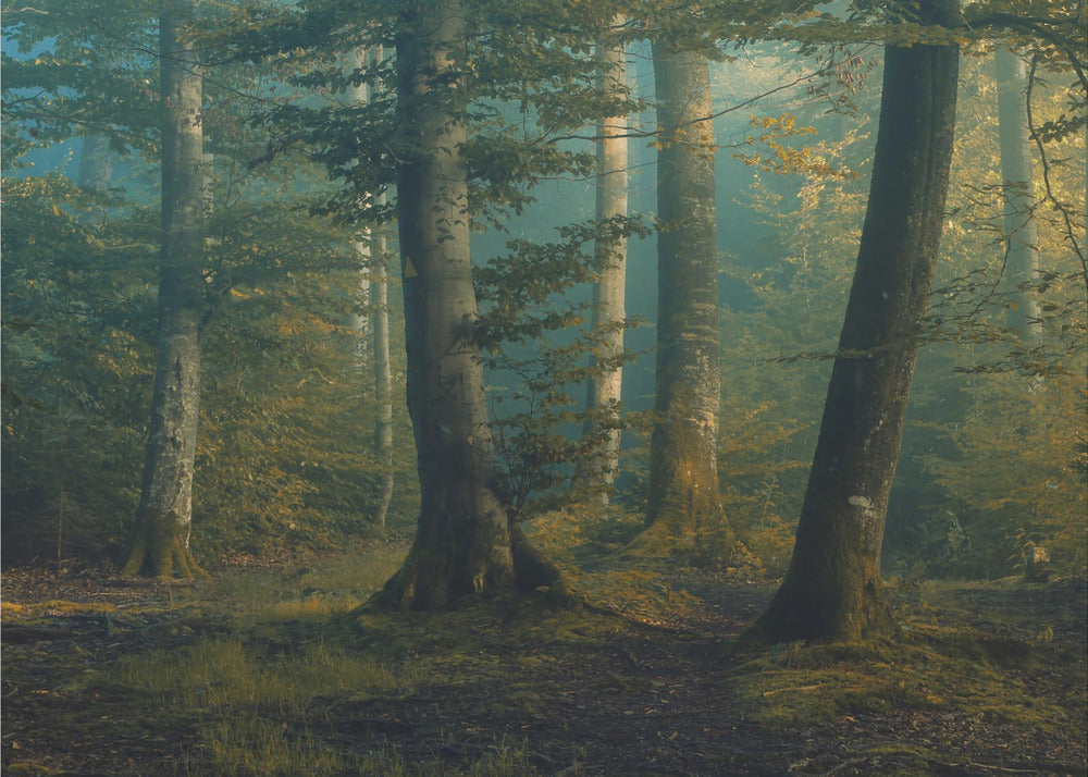 october colors | Canvas