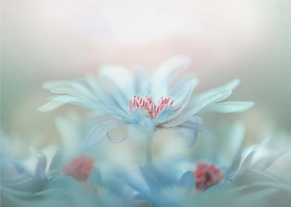 Fantasy | Canvas