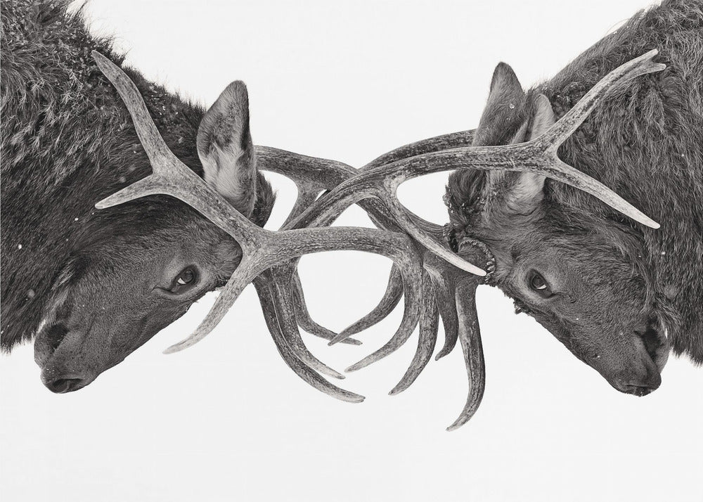 Eye to Eye - Elk fight | Wallpaper