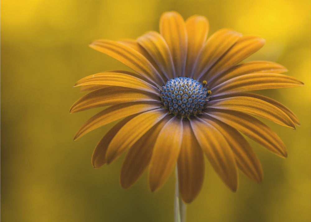 Sunshine Daisy | Poster
