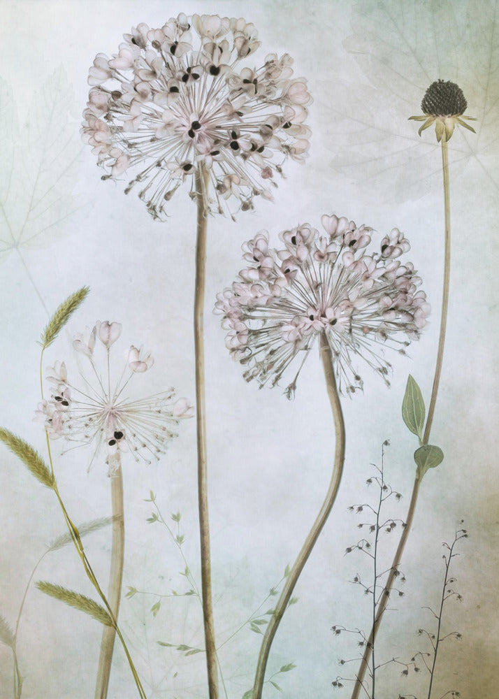Allium | Leinwand
