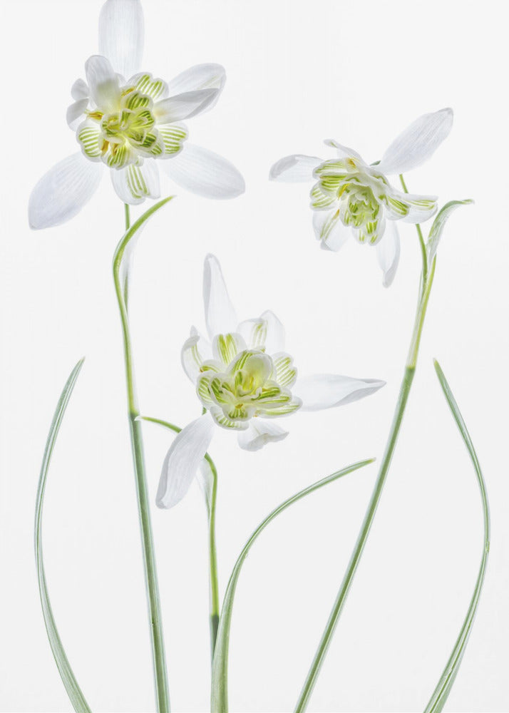 Galanthus Flore Pleno | Leinwand